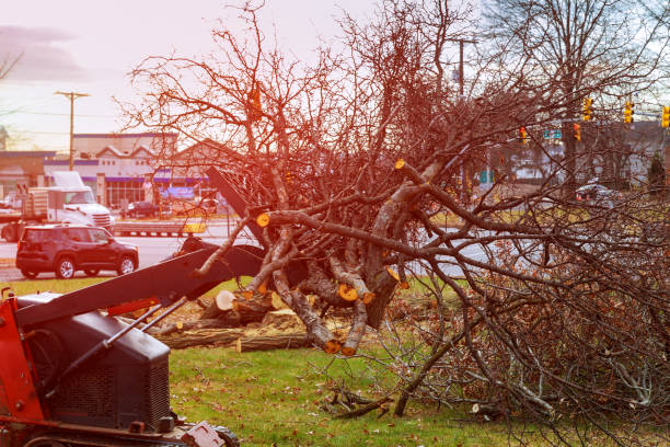 How Our Tree Care Process Works  in  Connellsville, PA