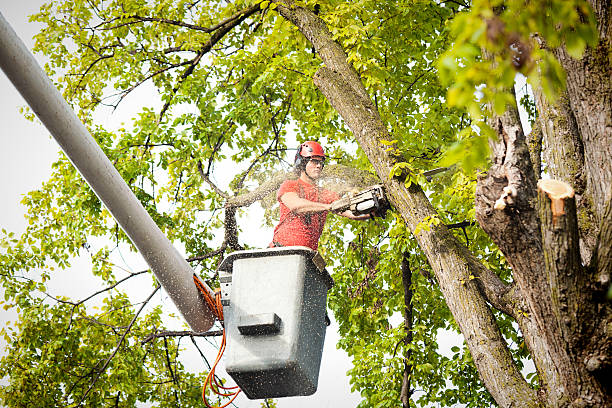 Best Tree Removal  in Connellsville, PA