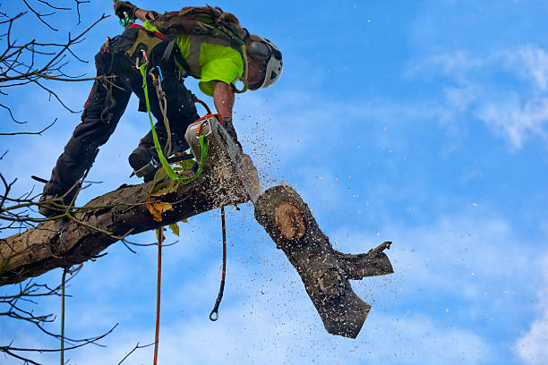 Connellsville, PA Tree Services Company